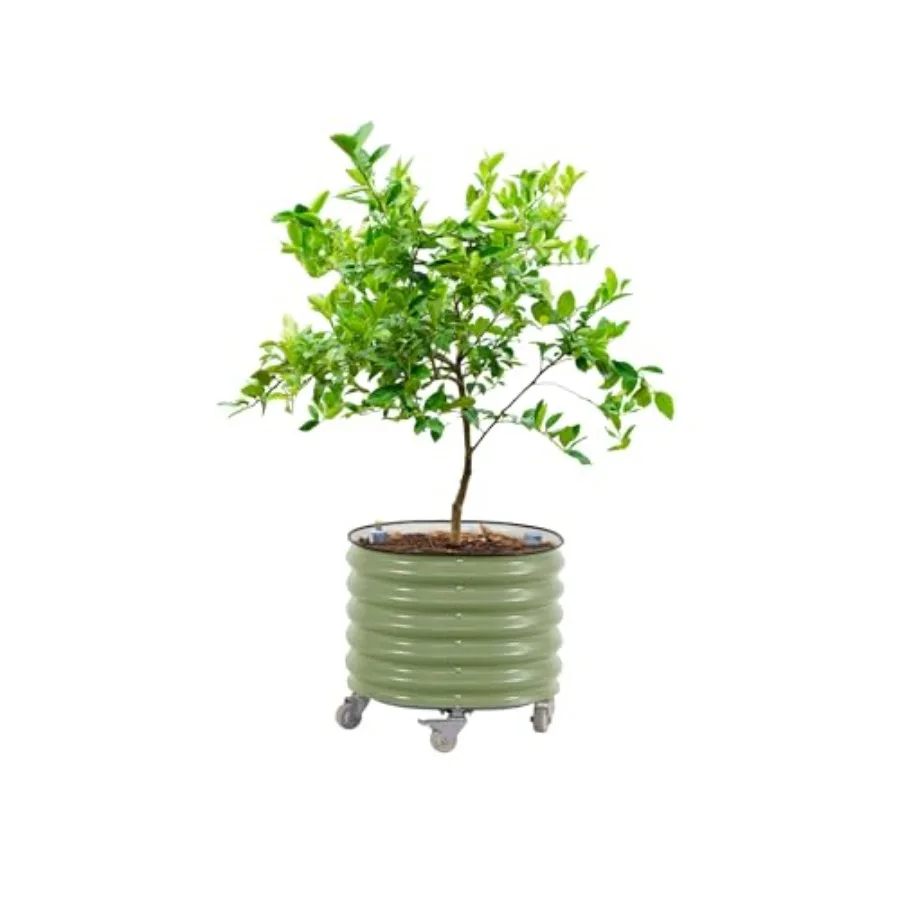 Self Watering Planter - Rollende citrusboomplantenbak Gen 3, zelfwatergevend, 24