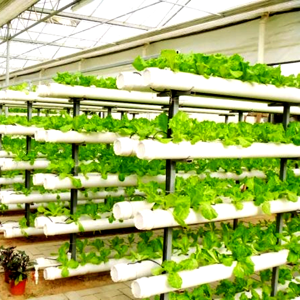 Buiten hydrocultuur torenkweek - Hydroponic Tower recensie en prijs