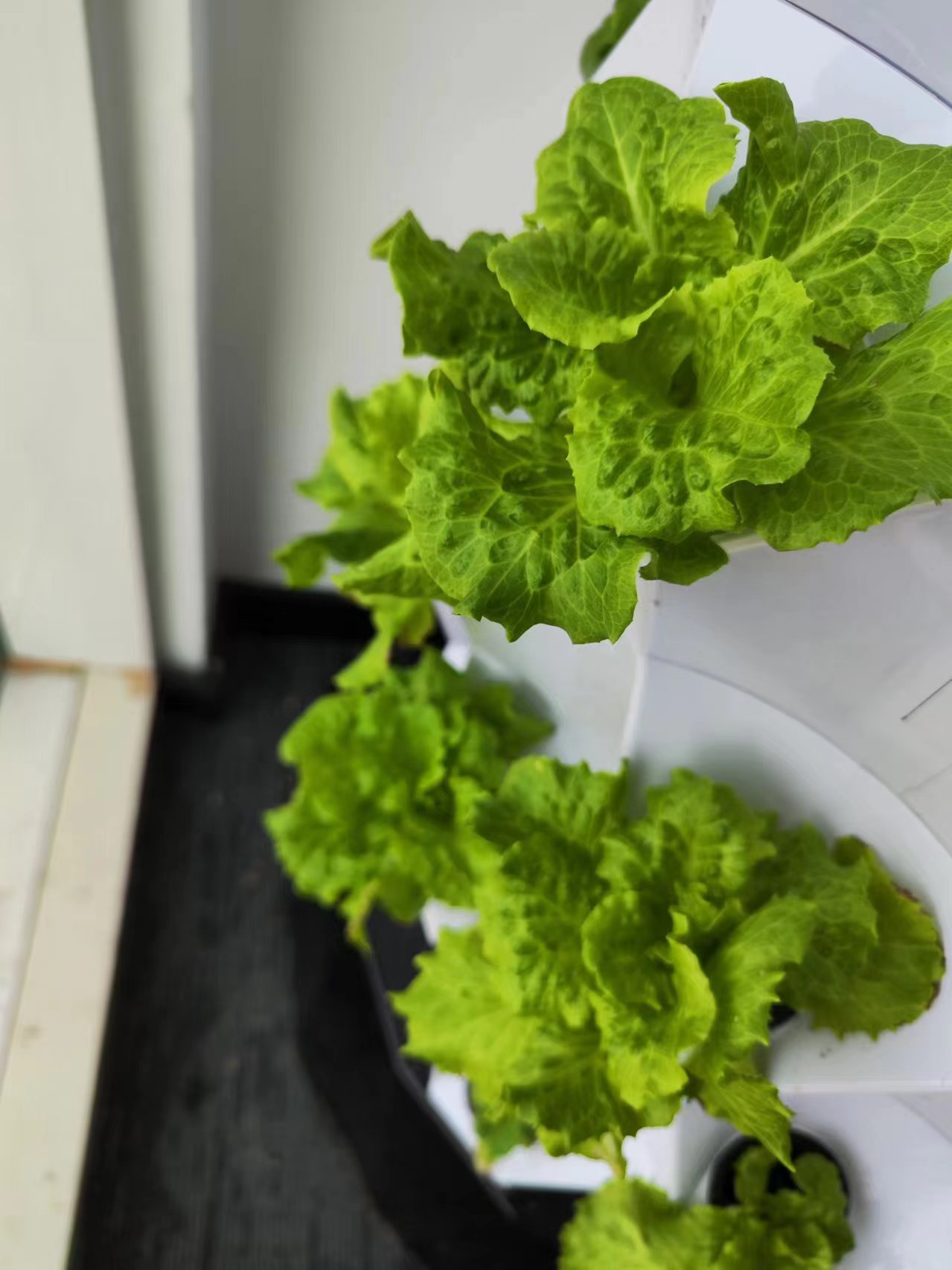 Automatische druppelirrigaties - Hydroponic Tower recensie en prijs