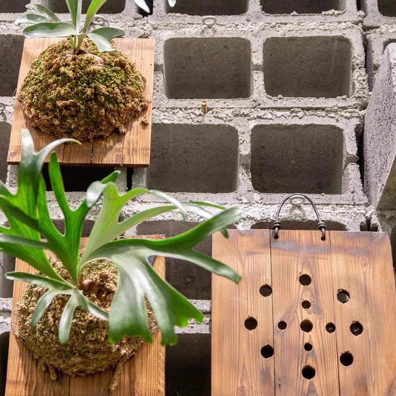 Staghorn Fern Wandmontagebord  - Indoor Garden Kit recensie en prijs